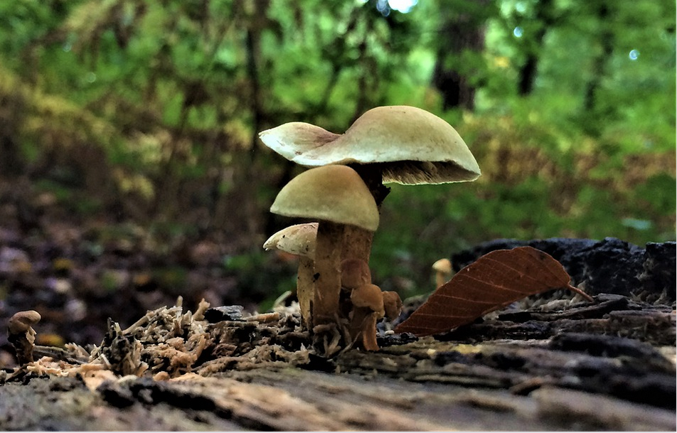 magic mushrooms growing in the wild