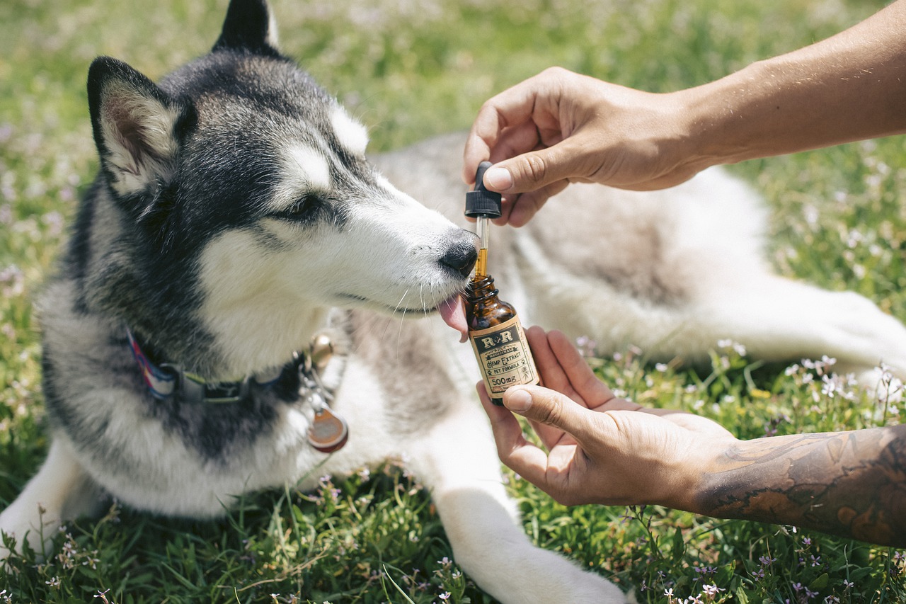 CBD for Animals